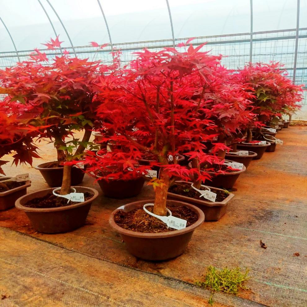 日本红枫盆景红舞姬盆栽老桩四季红枫树苗带叶子室内阳台庭院植物7年