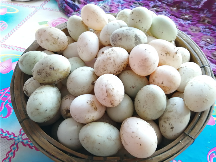 东北农村散养笨鸭蛋新鲜黑龙江农家土鸭蛋特产白壳绿壳健康华海春 60