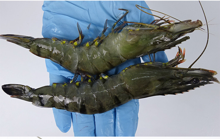 黑虎虾 400g黑大虾鲜活超大特大老4海鲜水产鲜虾海虾冷冻基围虾 800g