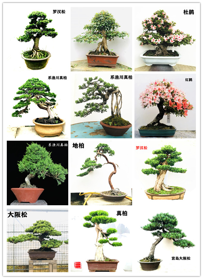 品牌: 花总管 商品名称:三河黑松小品树桩盆景植物花卉盆栽南北适宜
