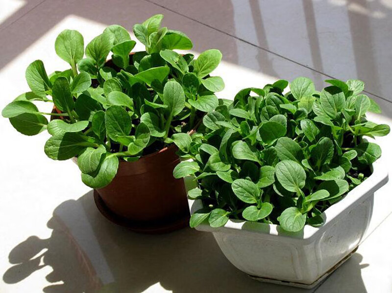 纳格兰青菜种子秋季菜籽上海青鸡毛菜种子四季阳台盆栽小白菜籽 鸡毛