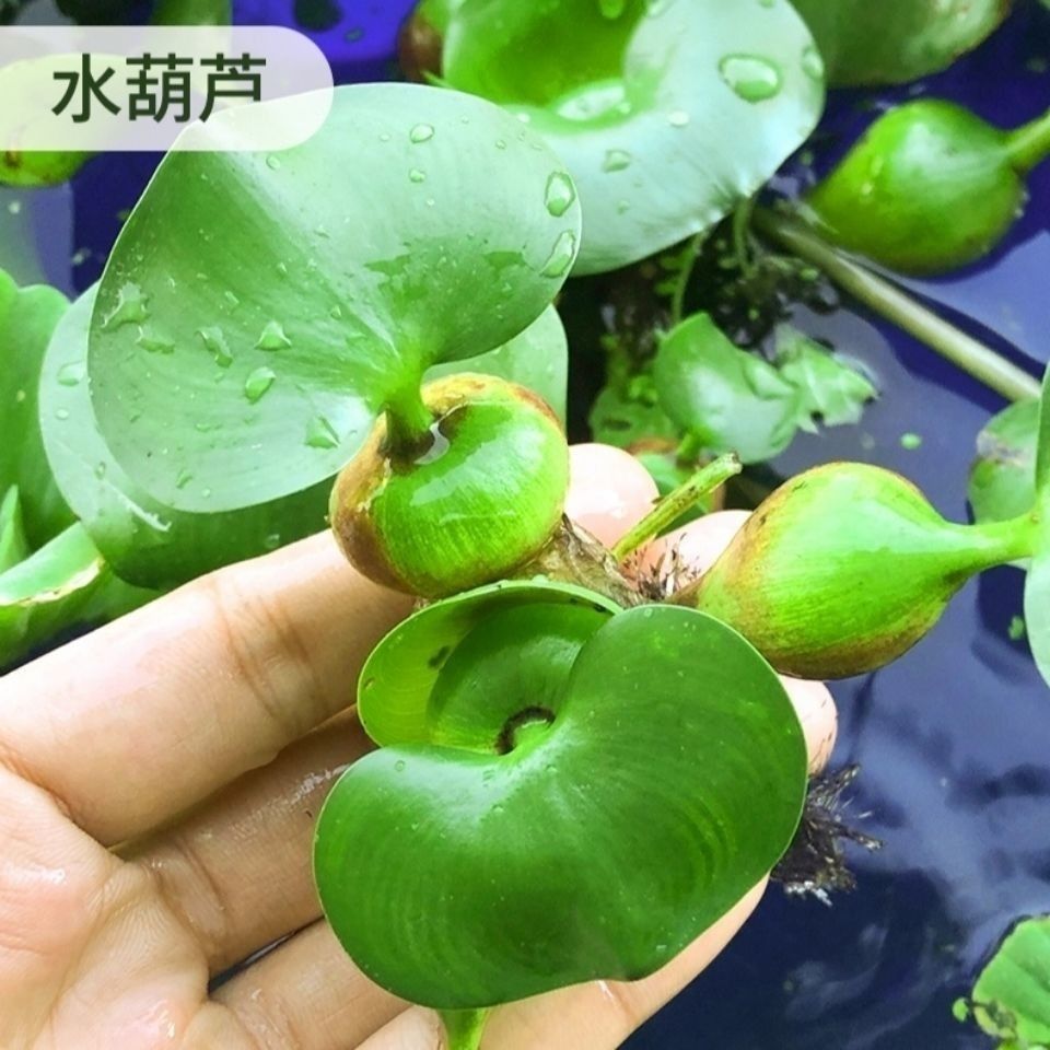 hkna水葫芦凤眼莲水芙蓉植物苗鱼缸造景鱼塘水培水生水养净化水质水草