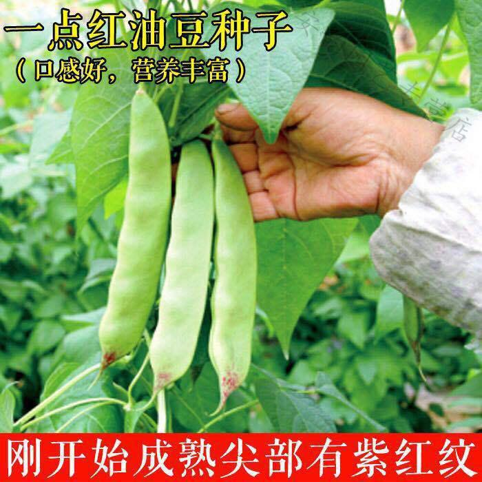 东北油豆角种子将军一点红豆角种子开锅烂无筋无柴宽油豆豆角种子50粒