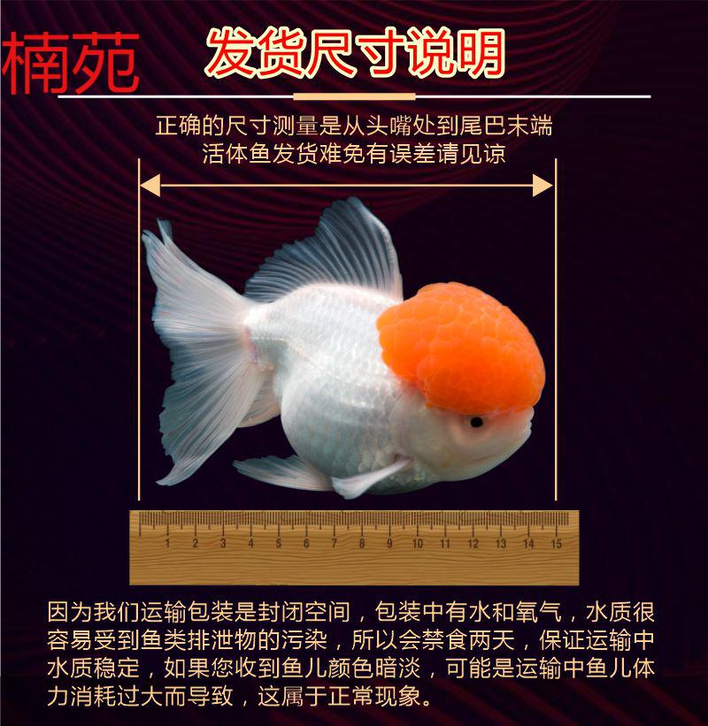 秋颖鹤顶红观赏鱼冷水鱼丹顶红狮子头淡水珍珠兰寿蝶尾小红帽鱼苗金鱼