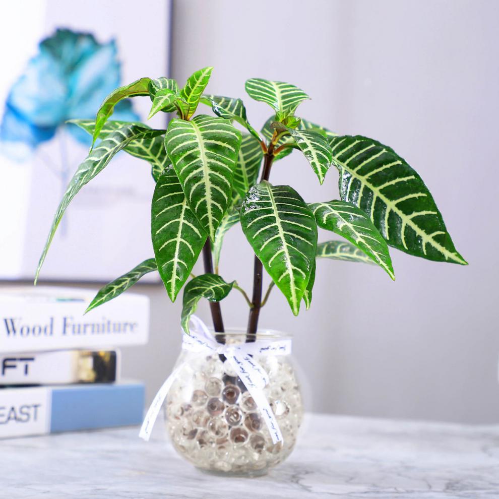 现货现发雪景木水培植物室内绿植花卉盆栽好养水养易活四季客厅花推荐