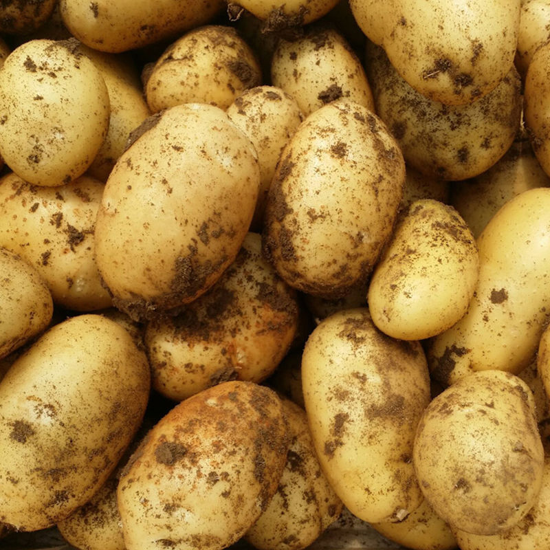 贵州新鲜黄心土豆农家自种新鲜迷你大土豆新鲜马铃薯洋芋 5斤现挖土豆