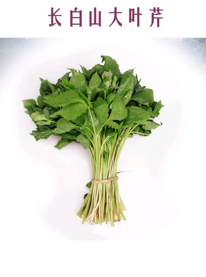 东北新鲜山野菜大叶芹山芹菜长白山山货特产袋装保鲜7502袋山野菜大叶