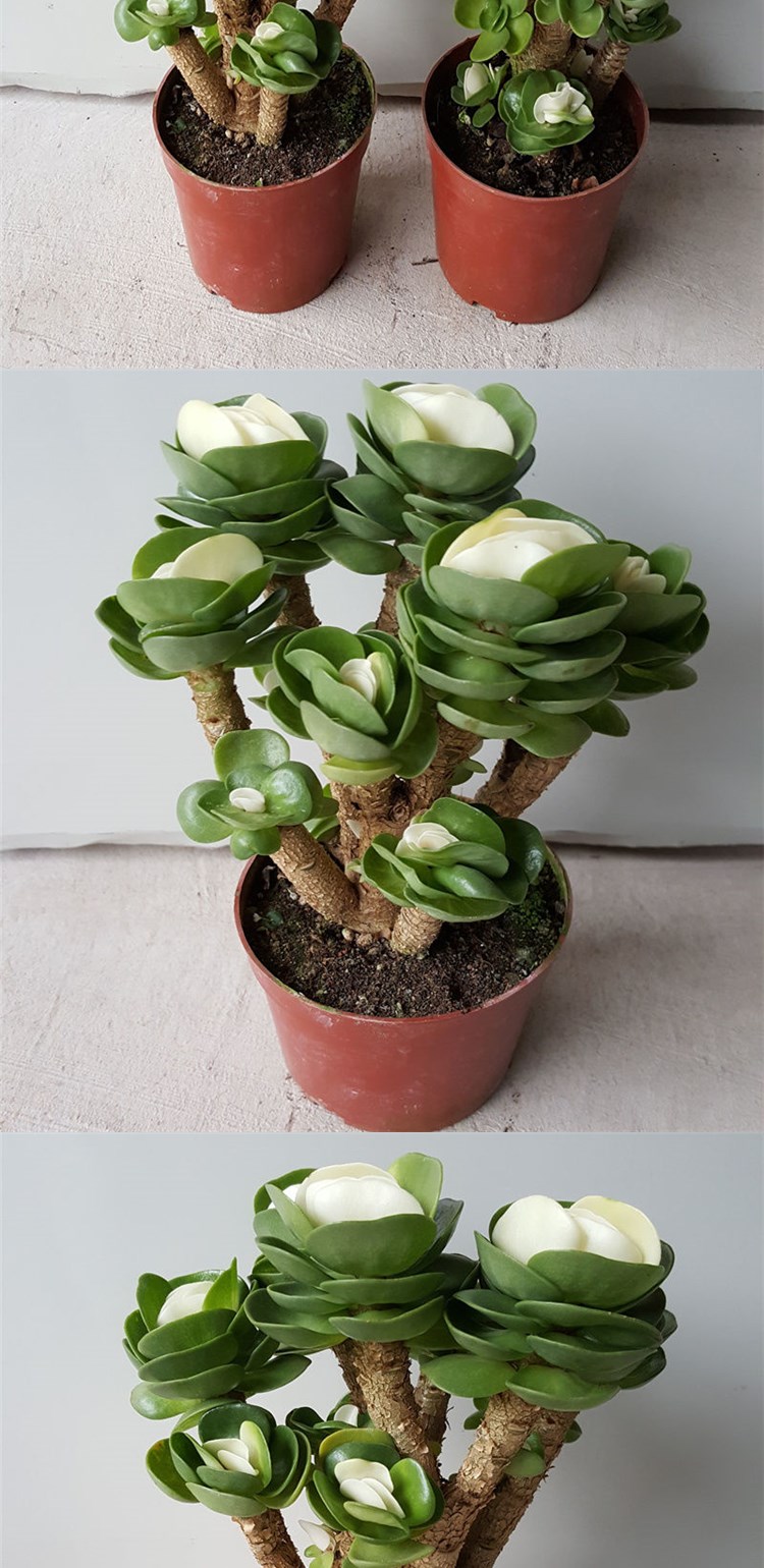 金钱树金钱木老桩新款带锦多肉金钱树超大植物盆栽办公