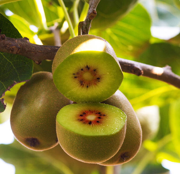 湖南湘西麻阳红心猕猴桃新鲜水果弥猴桃60个装奇异果泥猴40个装