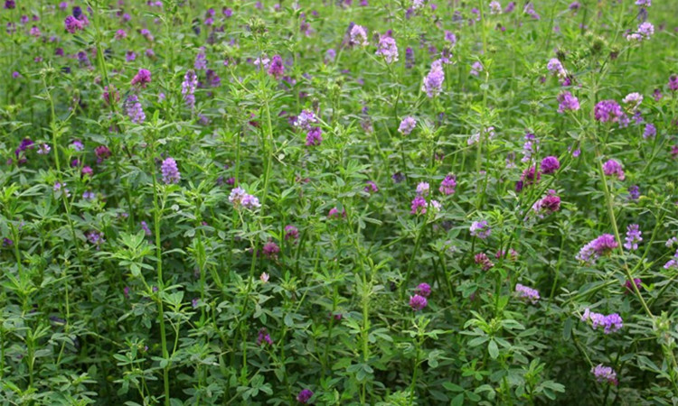 中梦牧草种子多年生黑麦草种子四季玉米草紫花苜蓿苏丹草鱼草种籽