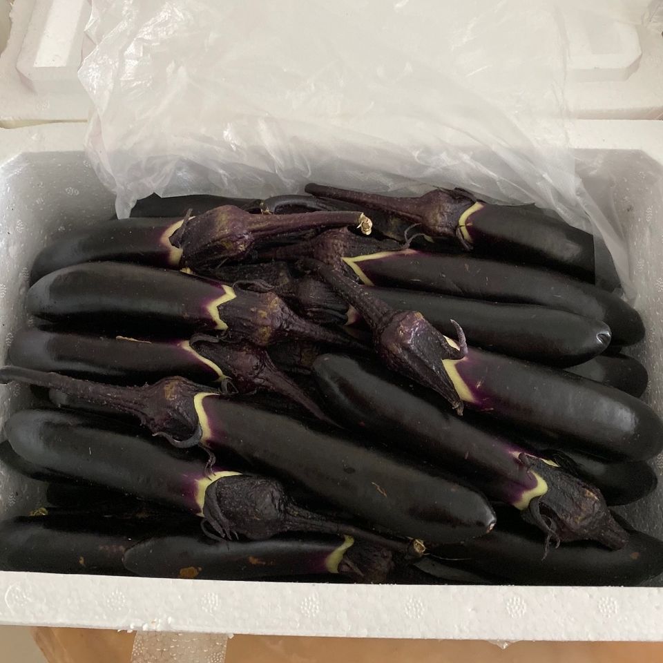 1斤 东北小茄子蒜茄子手掌大小