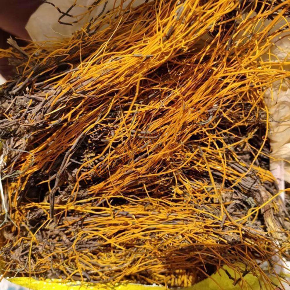 金丝马尾莲 金丝黄连 马尾黄连 草黄连 土黄莲100g 金丝黄连1000克