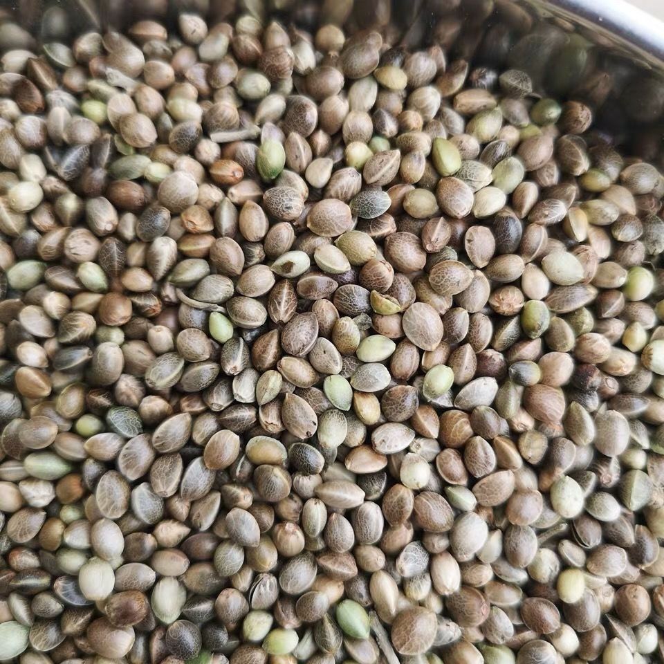 【亏本卖3天】中药材火麻子火麻仁/麻籽火麻仁 无硫新货 火麻仁1000克