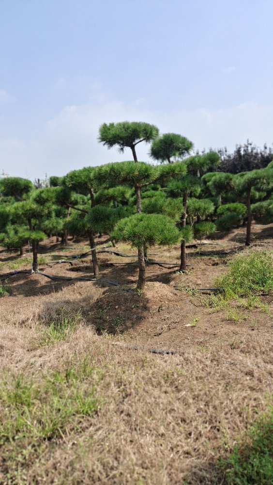 季常青绿化苗大树苗迎客松南北方都可种植耐寒耐旱2公分粗原土球发货