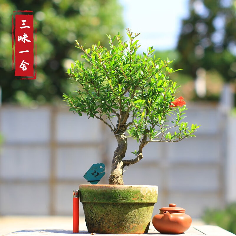 日本果石榴盆景新款红花紫皮挂果小品盆栽阳台绿植花卉桩实拍6石榴高