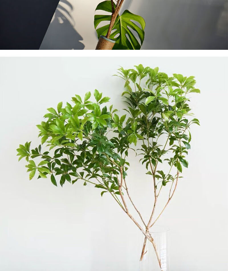 天然精选鲜切枝马醉木水养植物懒人办公室桌摆绿植室内装饰物6585厘米