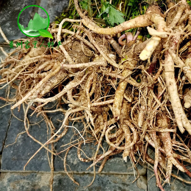 白花前胡与紫花前胡图片