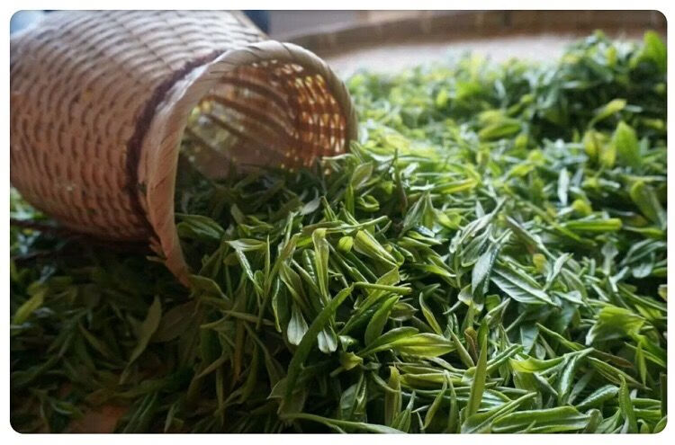 2021年新茶金山时雨绿茶250g250g