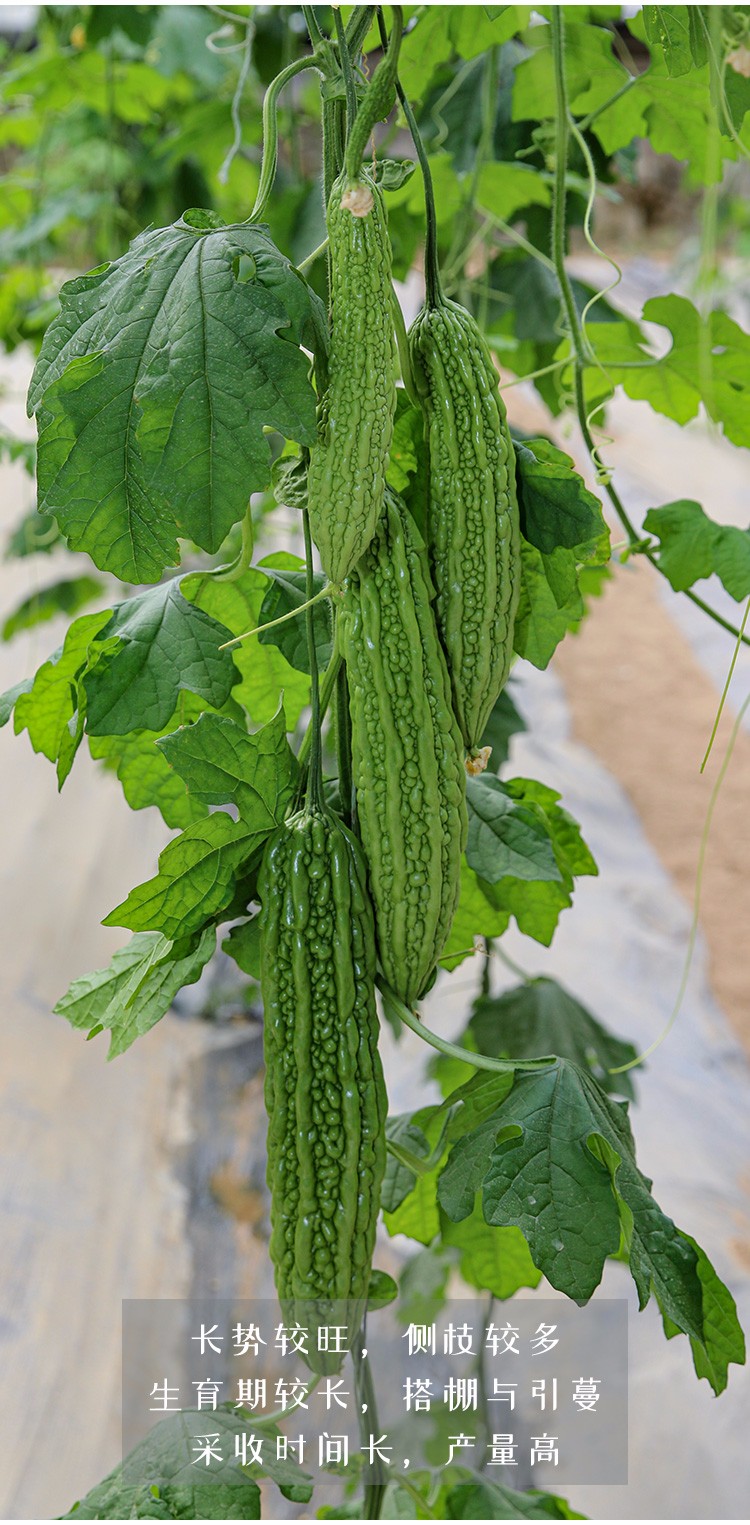 蔬菜秧苗大頂蘋果苦瓜賴葡萄 良苦1號苦瓜種子 500g簡裝【圖片 價格