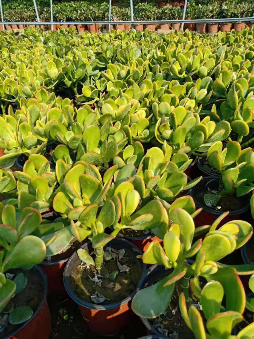 玉树盆栽黄金花月紫叶玉树多肉老桩植物盆栽玉树 朵芮蜜 黄金花月2年