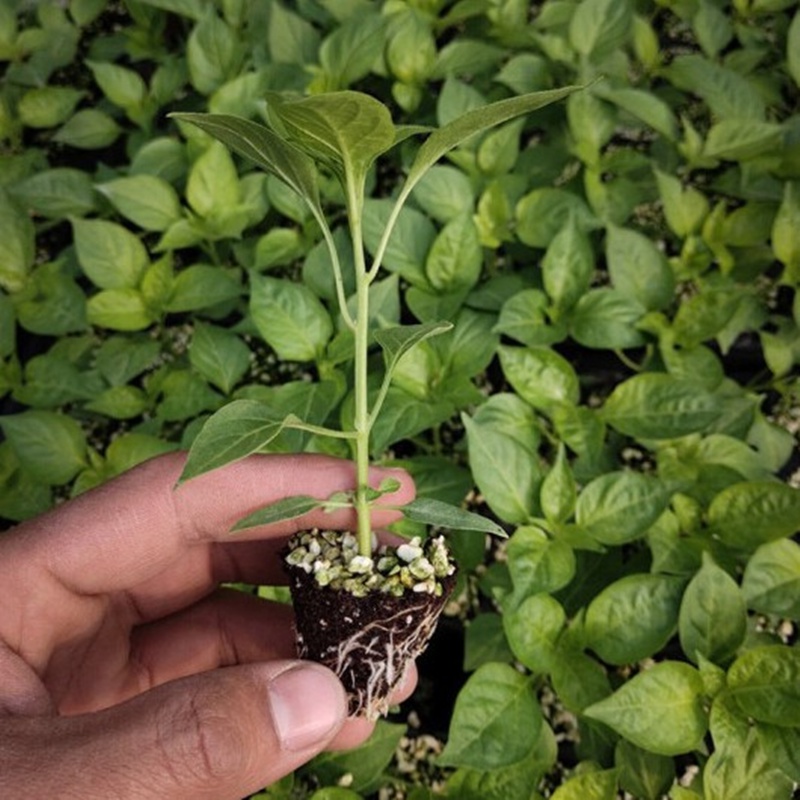 小米辣椒苗秧苗朝天椒种籽苗泡椒苗幼苗四季超辣超产阳台辣椒苗子七彩