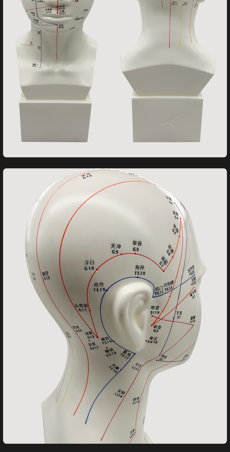 高清頭部穴位模型針灸刻字頭模帶穴位全臉面部假頭腧穴人體按摩圖47cm