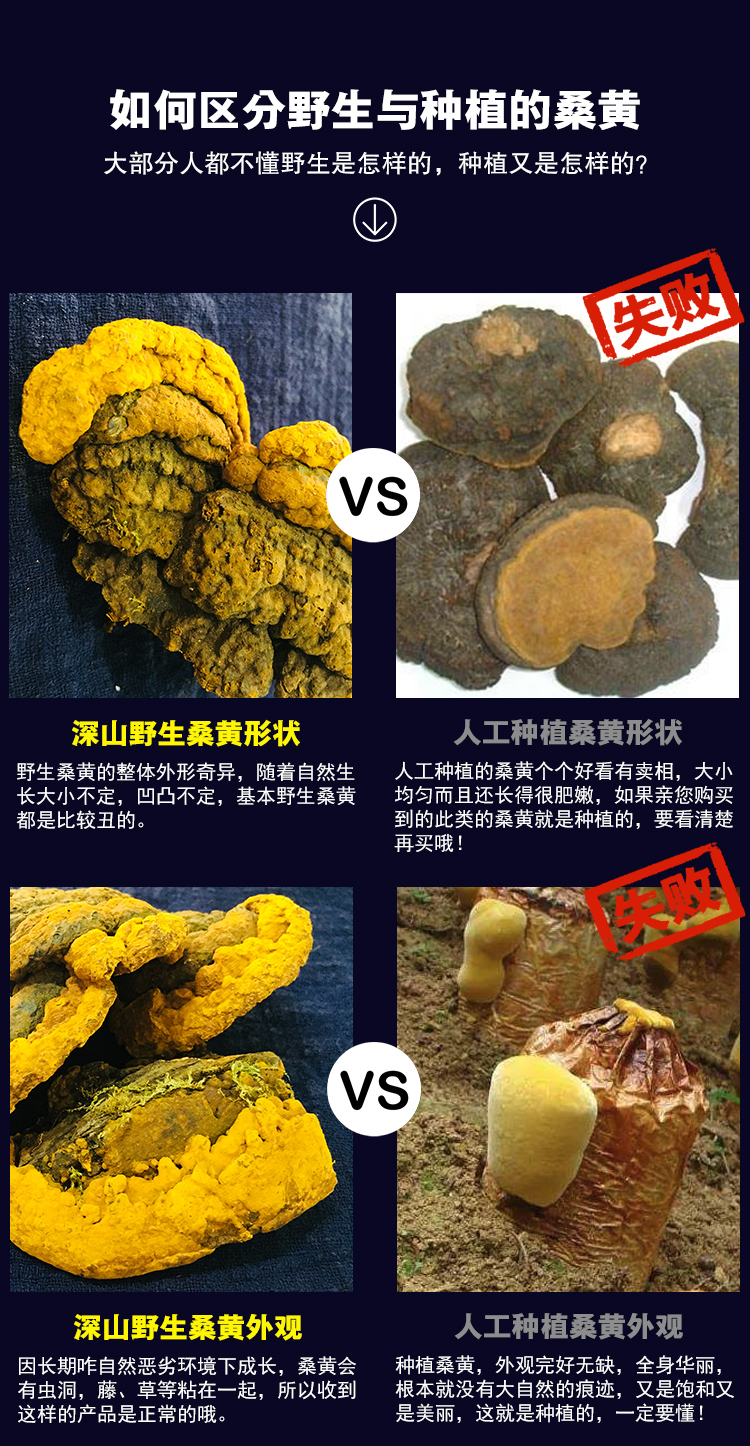 桑黄菌菇骗局图片