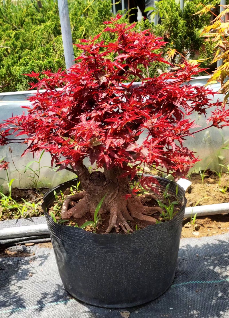雪沫日本红枫盆景红舞姬盆栽老桩四季红枫树苗带叶子室内阳台庭院植物