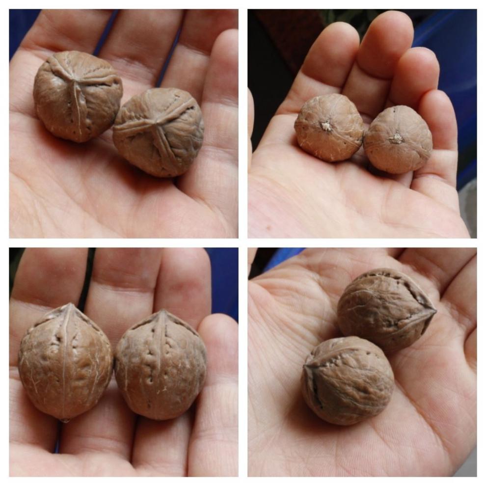 艾墨菲成对把玩文玩核桃秋子野生山核桃一对手捻手玩太行山脉核桃一号