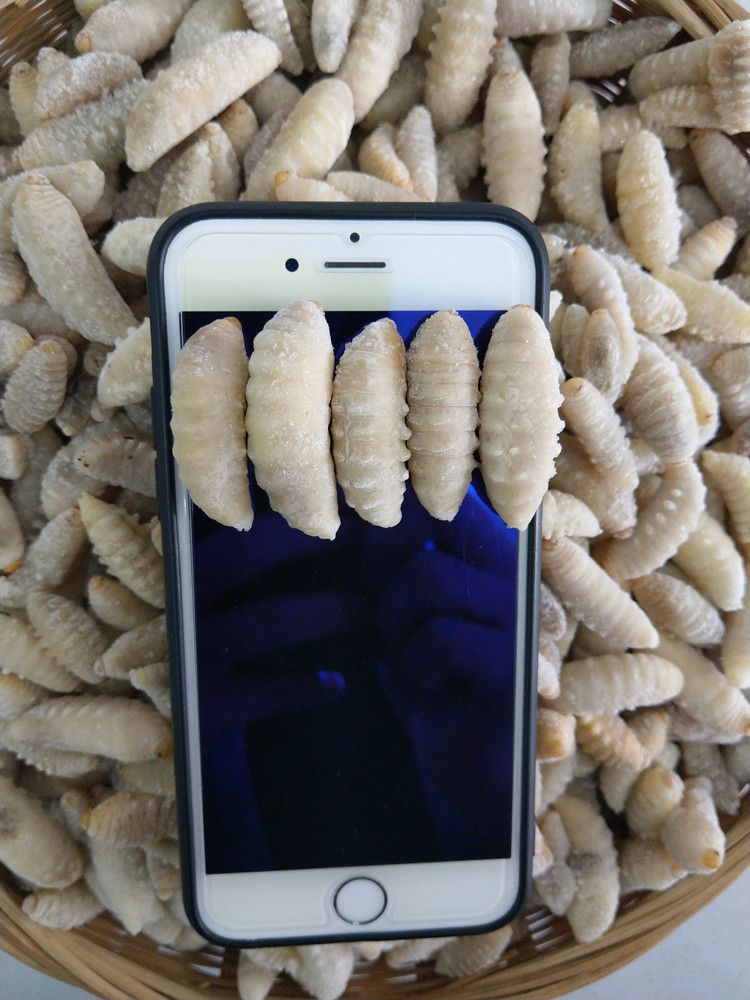 500克大土蜂虎头蜂3级蜂蛹金环胡蜂蜂蛹地龙蜂2斤买四斤送一斤蜂蛹