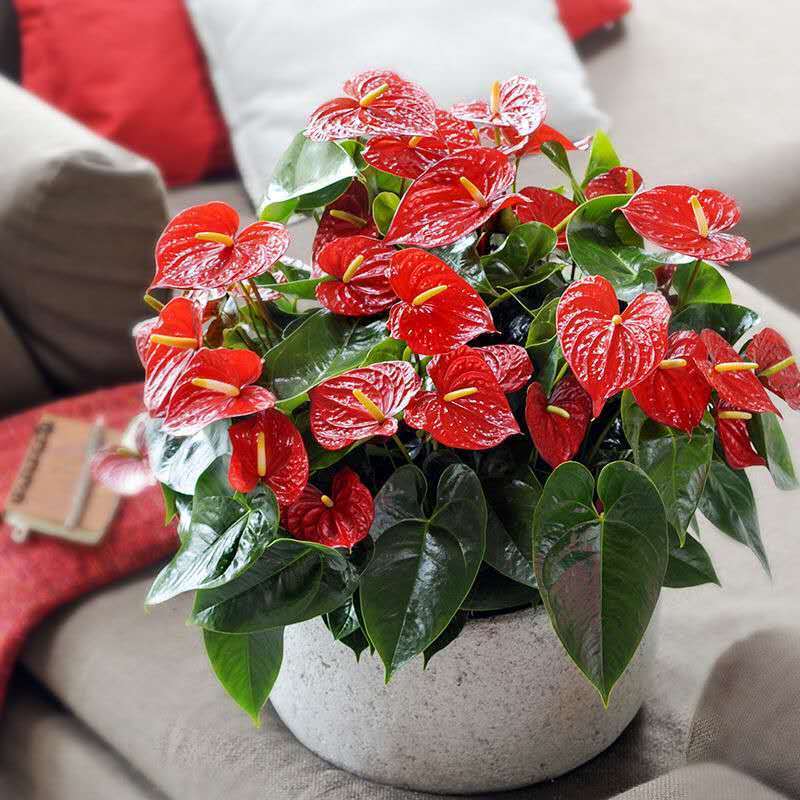 红掌四季开花大叶盆栽鲜花大盆鸿运当头开业办公室绿植物水培土培粉掌