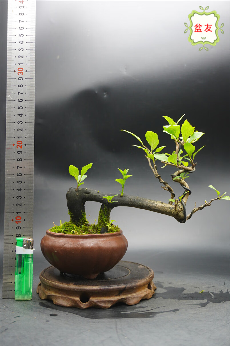 老鸭柿盆景 原生老鸦柿 熟桩 母桩能挂果 造型培育多年 229-4 含盆