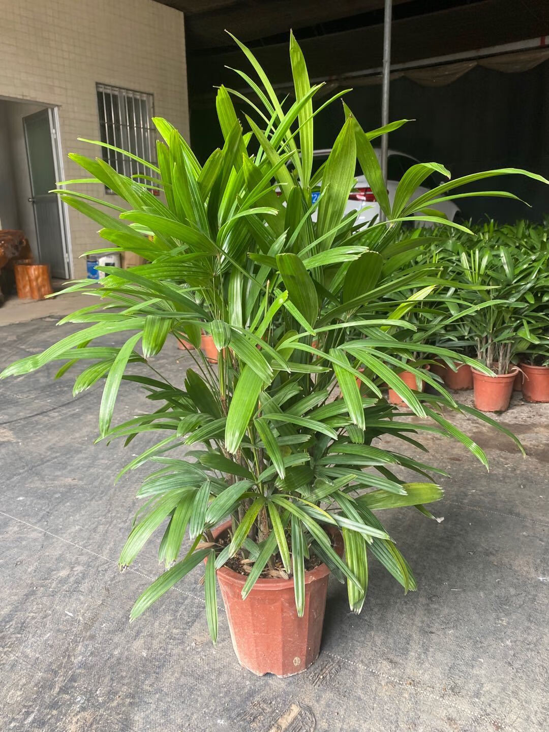 【送货上门】大叶棕竹盆栽中大型室内外观叶植物客厅卧室办公室除甲醛