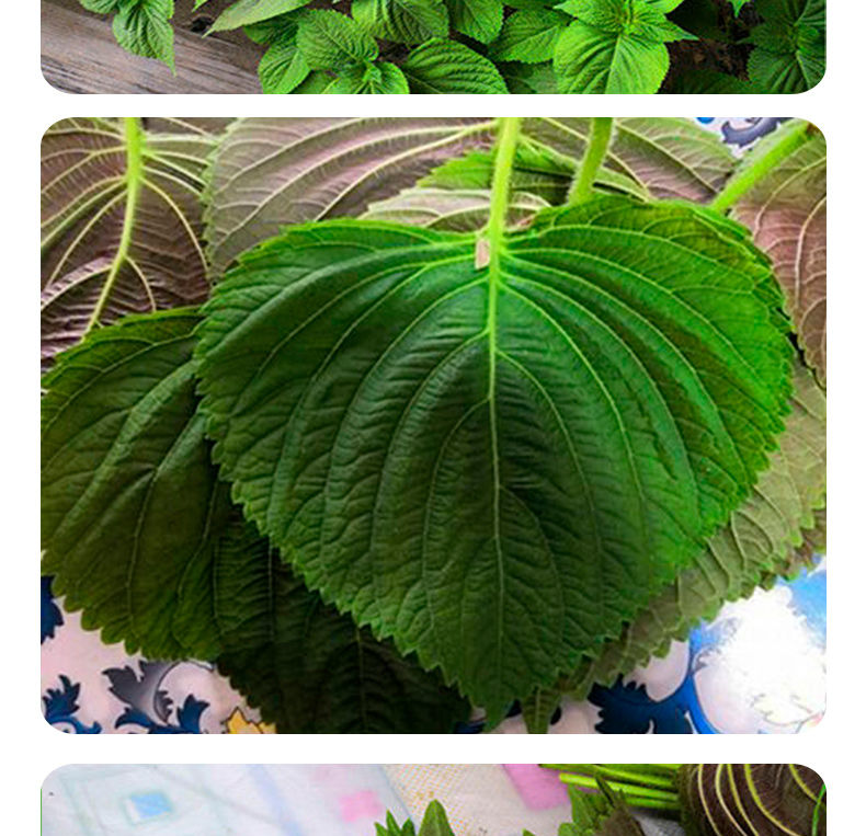 紫苏叶子新鲜东北苏子叶烤肉包饭绿色农家蔬菜当季蘸酱菜500g精装泡沫