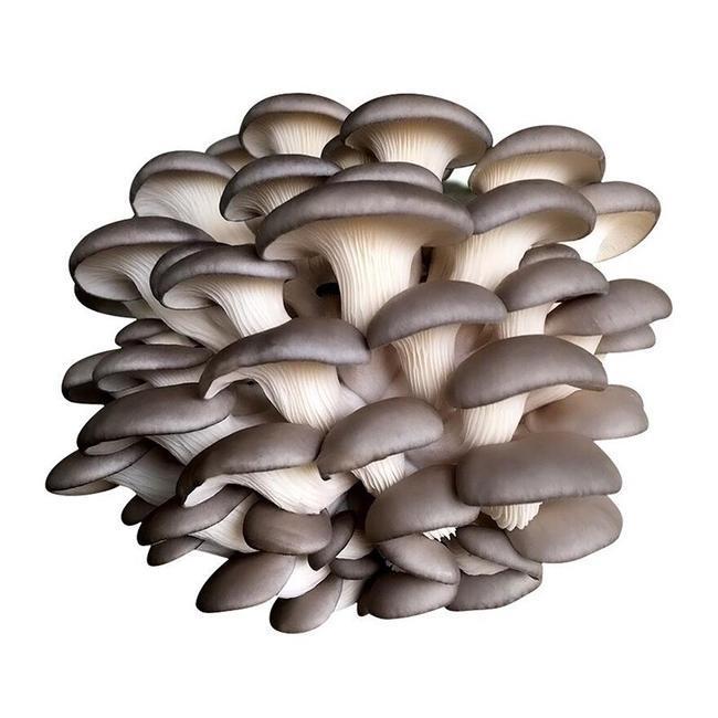 新货凤尾菇秀珍菇菇菌真姬菇干货天然袖珍菇250g500g农产品精挑秀珍菇