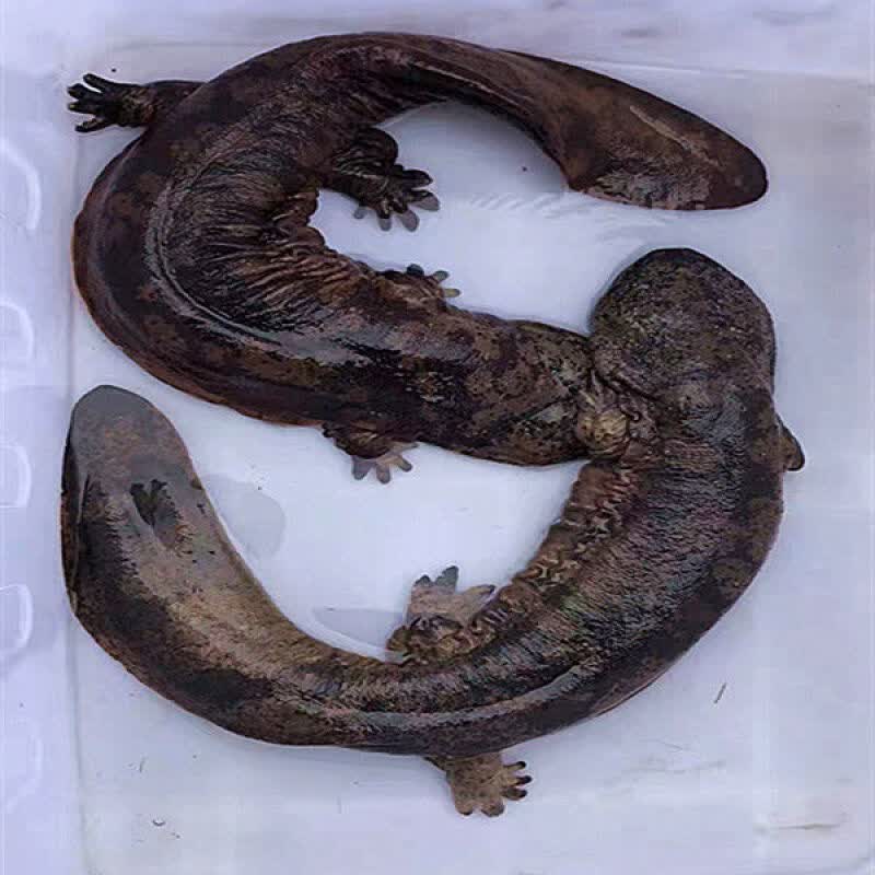 娃娃鱼鲜活人工养殖淡水鱼类大鲵食用多规格活体生鲜 华奥薇斯 图安贝