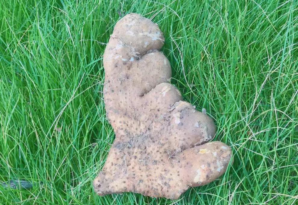 湖北黄冈浠水武穴蕲春特产农家现挖佛手新鲜手掌山药煲汤食材蔬菜 3斤