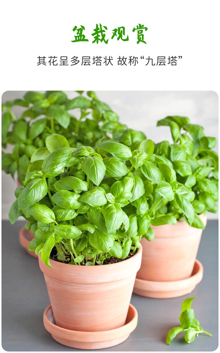 九层塔种子苗种籽大叶罗勒苗阳台四季盆栽农家蔬菜苗花卉香草种植罗勒