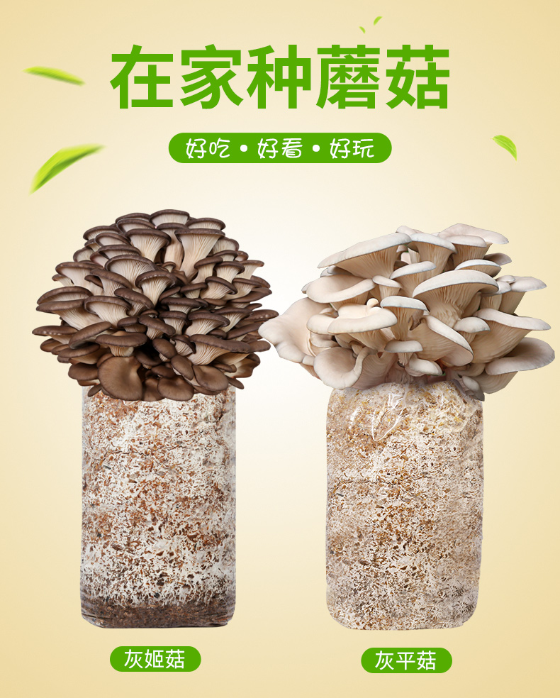 花匠汇 蘑菇菌平菇香菇种植菌包菌种栽培种可食用家种自种菌棒盒批发