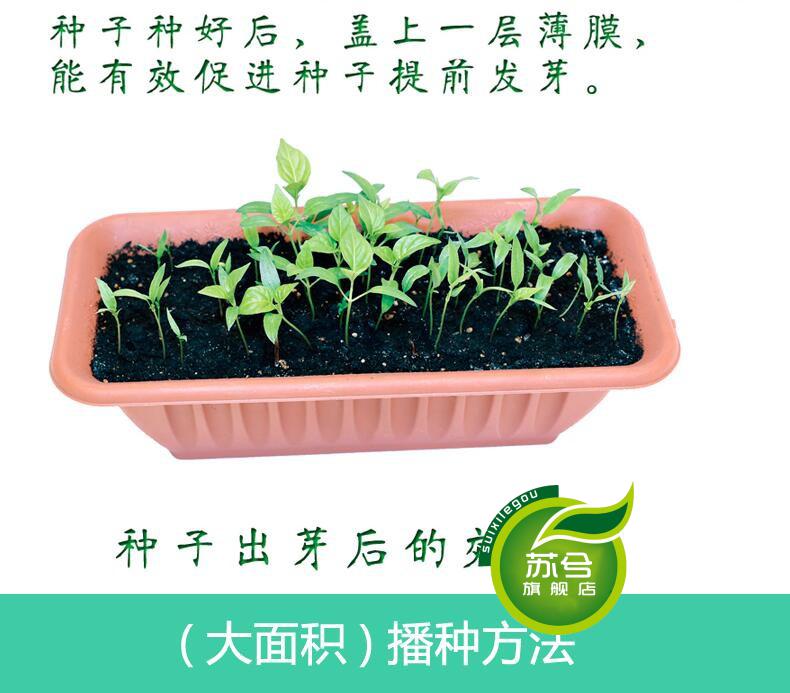 种籽 格桑花种子 波斯菊花种 草花种子 矮杆波斯菊种子 大波斯菊种子