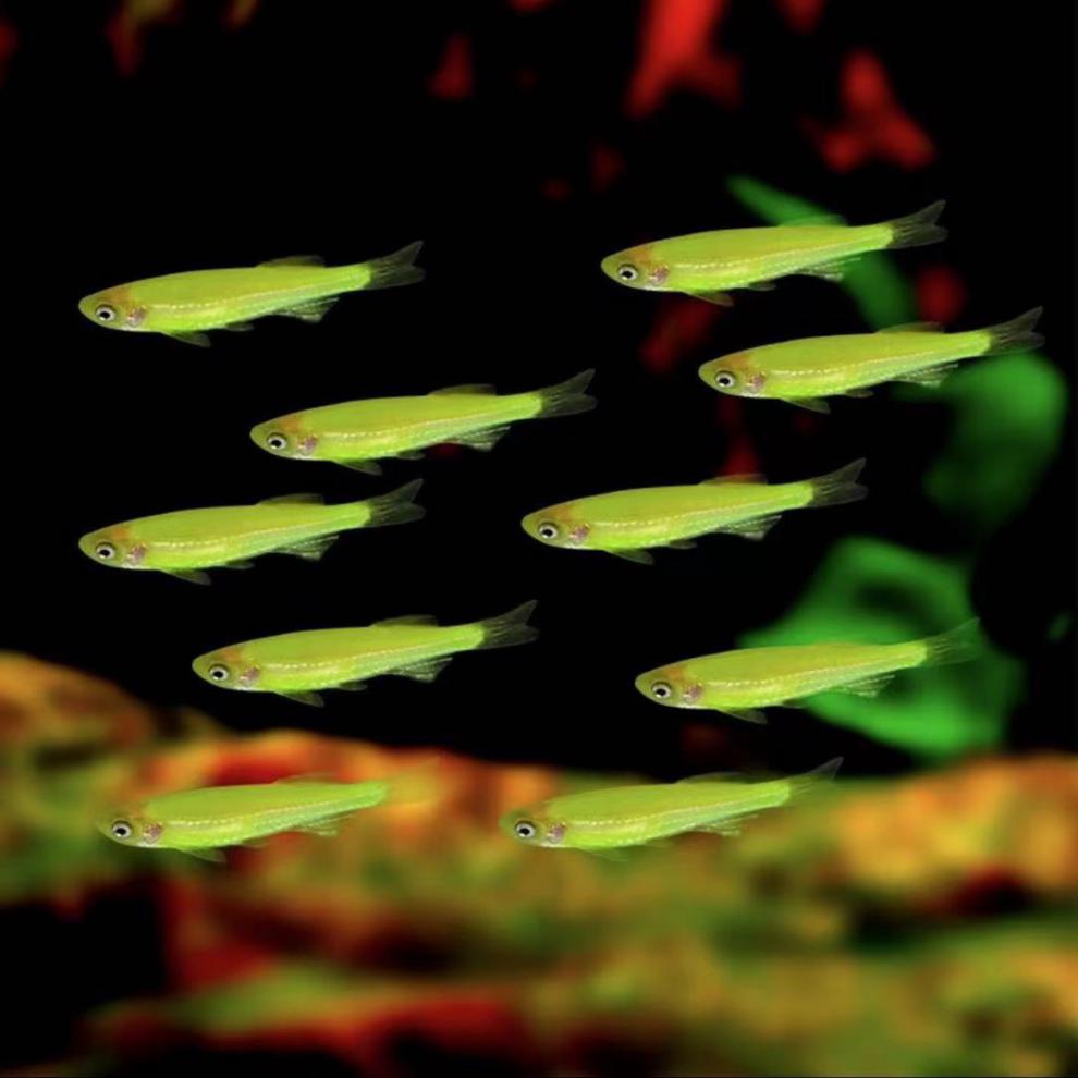 好养淡水小型热带鱼绿斑马红斑马绿天使黄天使紫天使红天使金苔鼠 1-2