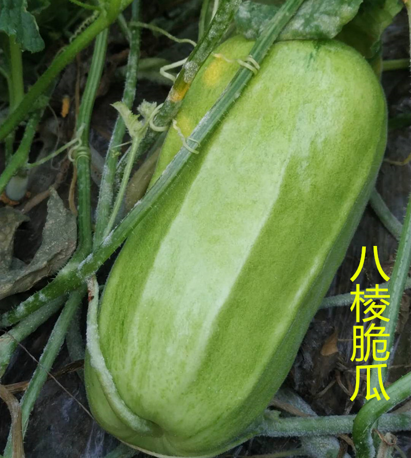 顺丰 山东八棱脆瓜菜瓜烧瓜无糖水果羊角蜜玉女瓜新鲜现摘五斤装 五斤
