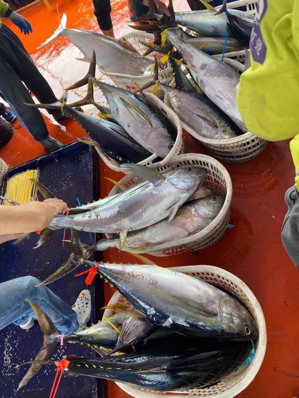 南海黄鳍金枪鱼可刺身鲜活冷冻新鲜整条冷冻黄旗大目 13斤【图片 价格