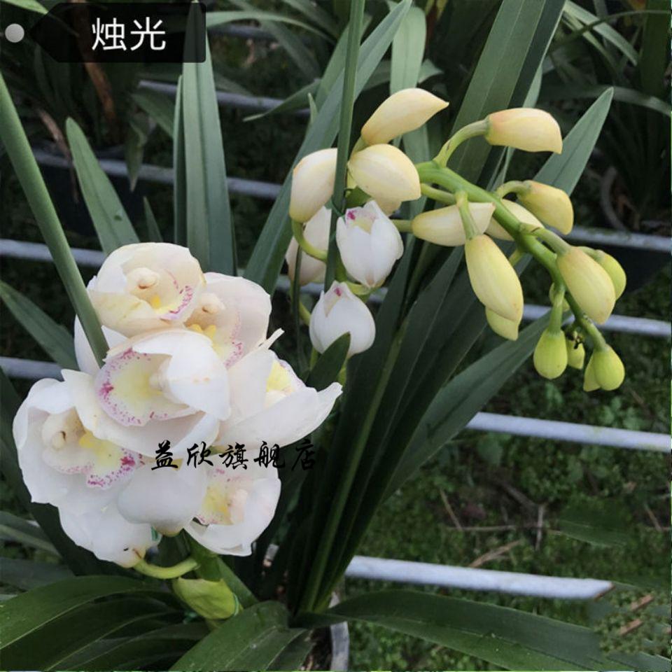 芊阙超香 福娘 兰花 阿密子-2苗连体【图片 价格 品牌 报价】-京东