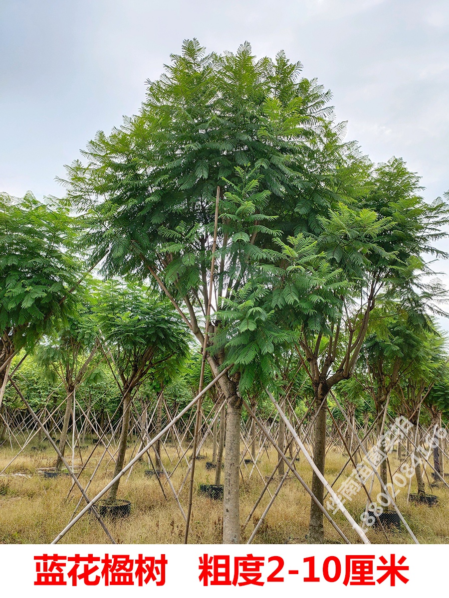 【绿科】蓝花楹树苗小苗珍贵名贵绿化树凤凰木红花楹苗庭院风景蓝雾树