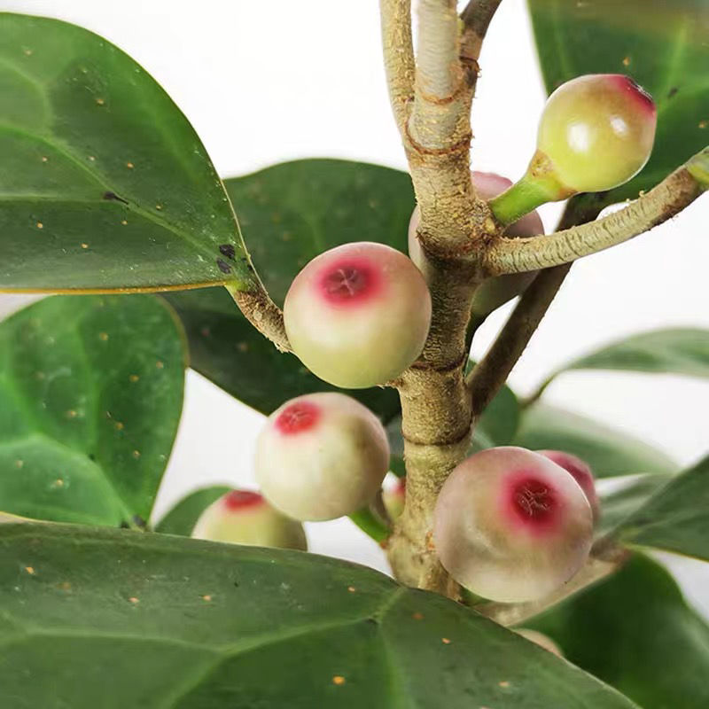 【珍贵品种】小盼菩提树带果小盆栽植物室内小叶紫檀盆景老桩 小盼