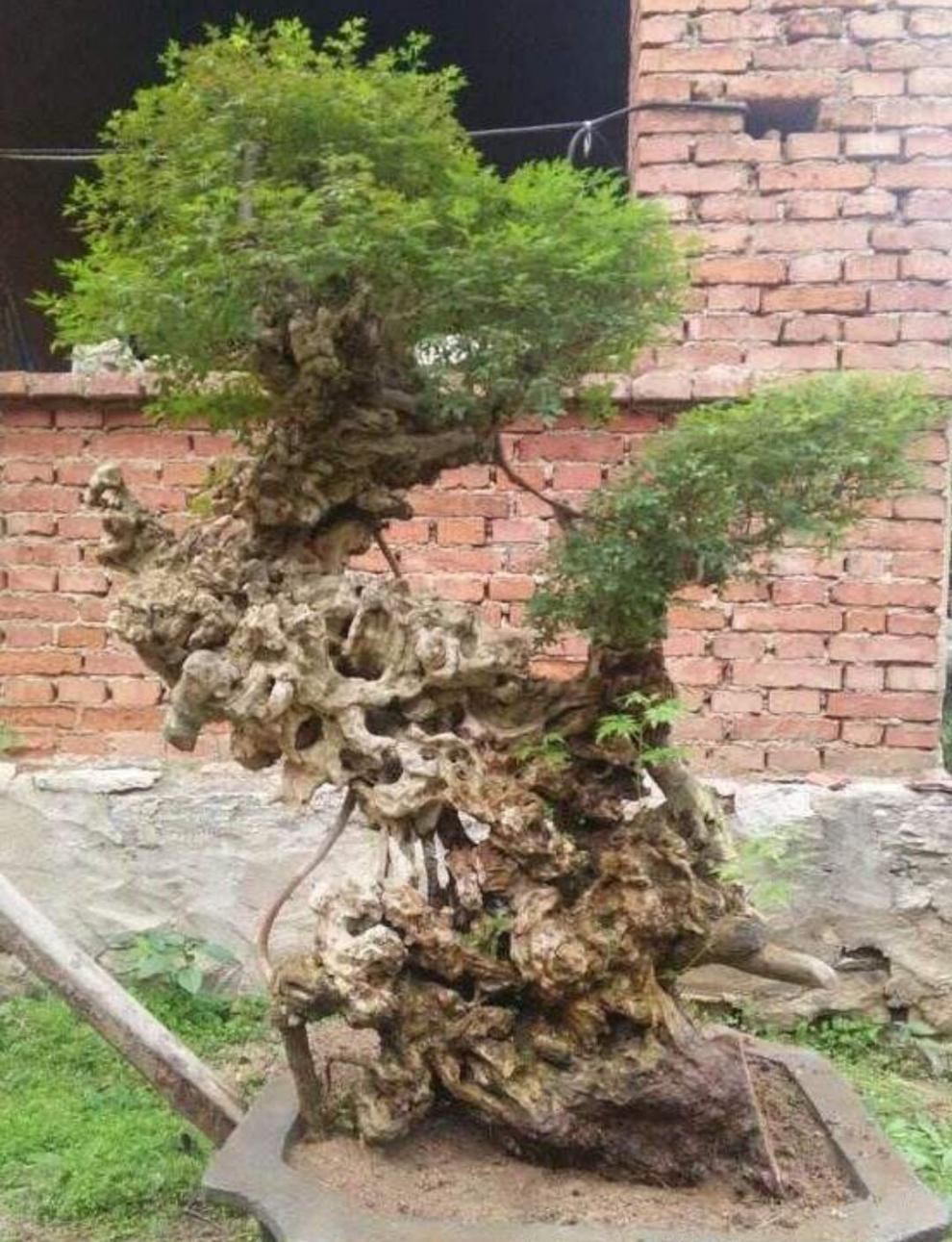 浩胜黄荆盆景老根树桩黄荆微盆景小品盆景熟桩黄荆造型盆景 练手桩 不