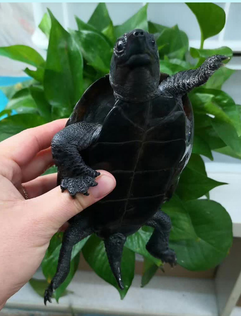 墨龟纯种全黑中华草龟苗乌龟掌中宝乌龟活物镇宅顶墨半墨全墨 墨龟苗6
