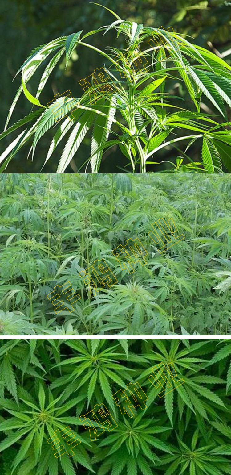 火麻种子 胡麻 中草药植物线麻 野菜火麻仁种籽四季庭院栽培易活 线麻