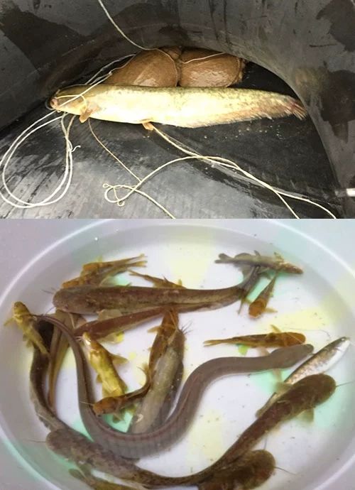 贝千昀康甲鱼钩鳖钩黑鱼钩歪嘴钩鲶鱼钩昂刺鱼黄鳝钩鳗鱼钩回头钩歪头